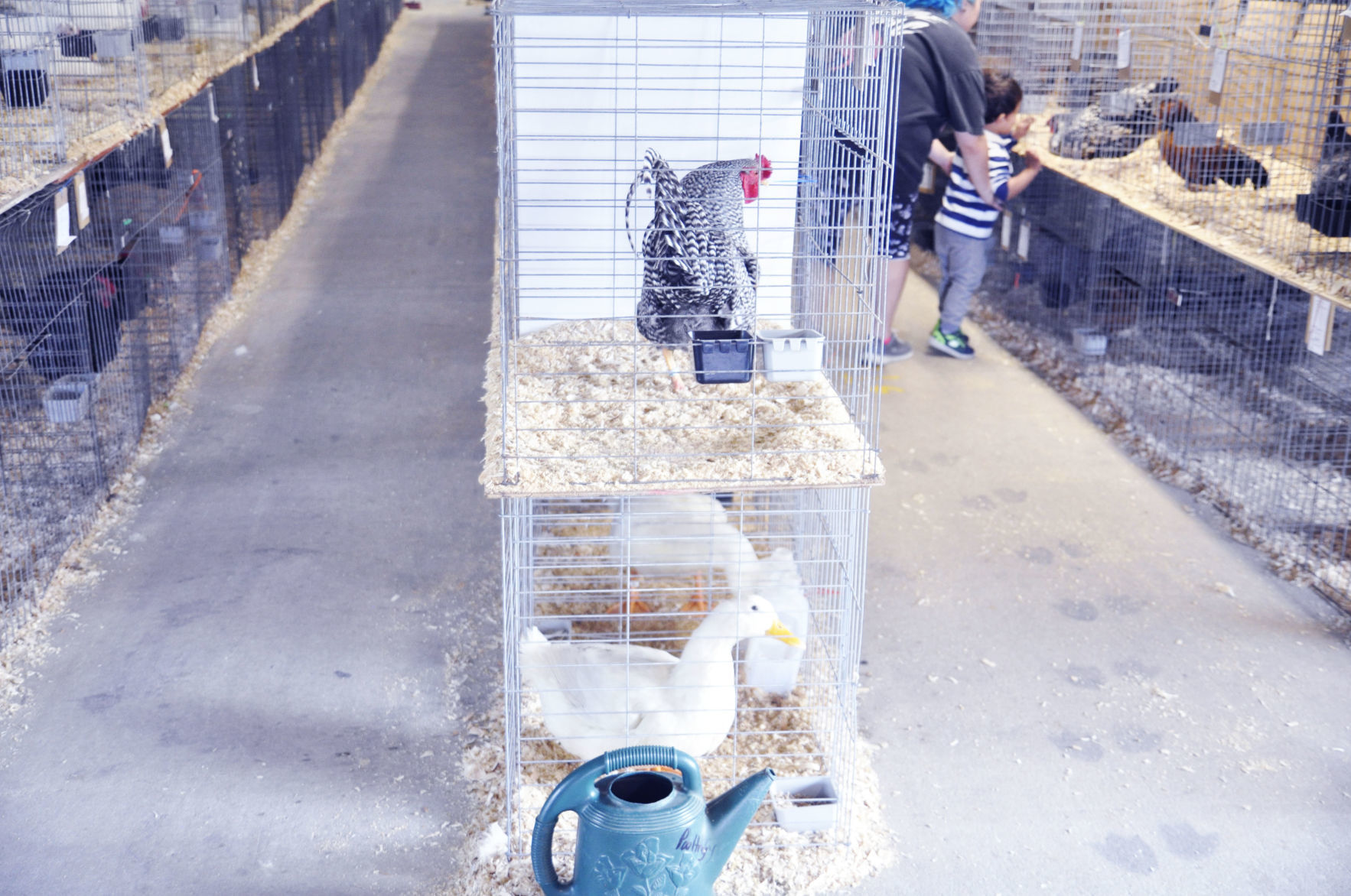 Walwoth County Fair 9